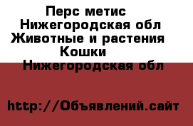 Перс метис  - Нижегородская обл. Животные и растения » Кошки   . Нижегородская обл.